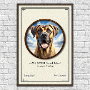Spaanse Bulldog (Alano Español) Zoologie Serie Poster