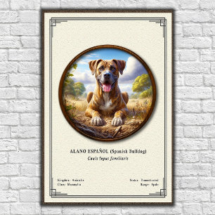 Spaanse Bulldog (Alano Español) Zoologie Serie Poster