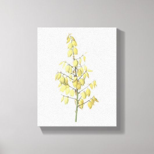 Spaanse dolk (Yucca gloriosa) van Redouté Canvas Afdruk (Voorkant)