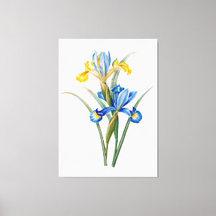 Spaanse iris door Pierre-Joseph Redouté Canvas Afdruk