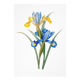 Spaanse iris door Pierre-Joseph Redouté Foto Afdruk