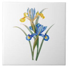 Spaanse iris door Pierre-Joseph Redouté Tegeltje
