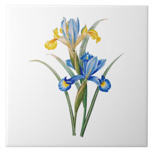 Spaanse iris door Pierre-Joseph Redouté Tegeltje (Voorkant)