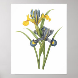 Spaanse iris (Iris xiphium) van Redouté Poster