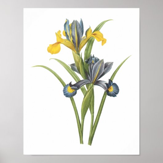 Spaanse iris (Iris xiphium) van Redouté Poster (Voorkant)