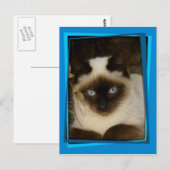 Spaanse kat 1 briefkaart (Voorkant / Achterkant)