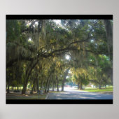 Spaanse moss in Georgië Poster (Voorkant)