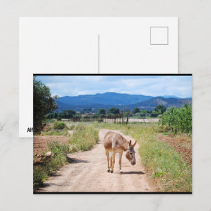 Spaanse muilezel op landweg briefkaart