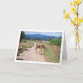 Spaanse muilezel op landweg kaart (Gele Bloem)