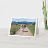 Spaanse Muilezel op Landweg Kaart (Voorkant)