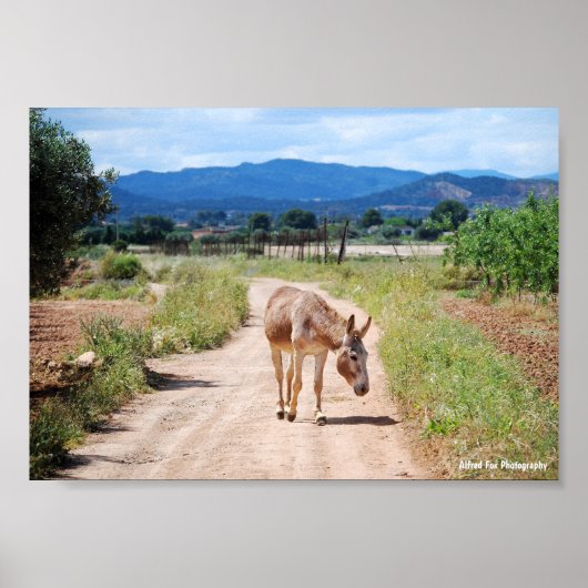 Spaanse Muilezel op Landweg Poster (Voorkant)