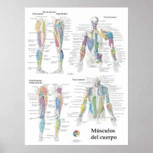 Spaanse spier anatomie chart poster
