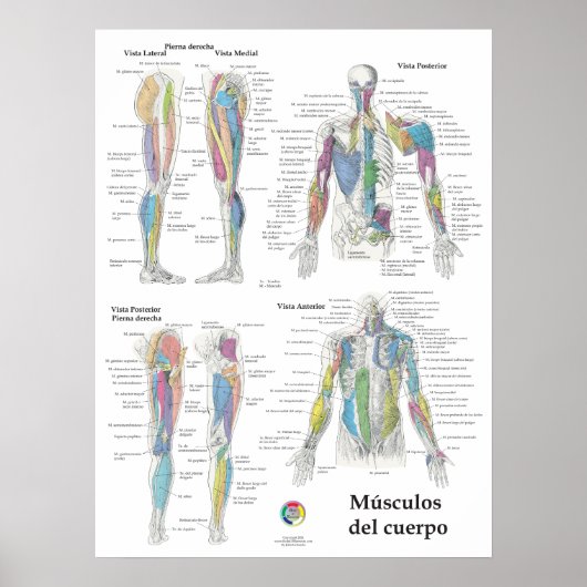 Spaanse spier anatomie chart poster (Voorkant)
