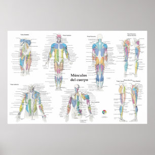 Spaanse spier anatomie chart poster