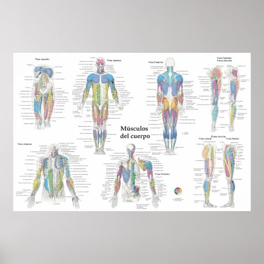 Spaanse spier anatomie chart poster (Voorkant)