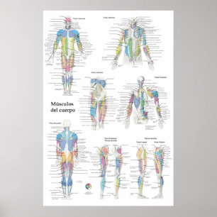 Spaanse spier anatomie chart poster