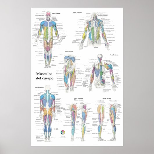 Spaanse spier anatomie chart poster (Voorkant)