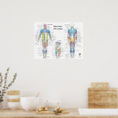 Spaanse spier anatomie chart poster (Keuken)