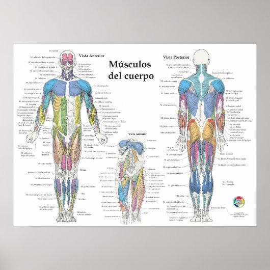 Spaanse spier anatomie chart poster (Voorkant)