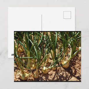Spaanse uien bij de oogst briefkaart