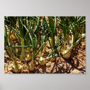 Spaanse uien bij de oogst poster