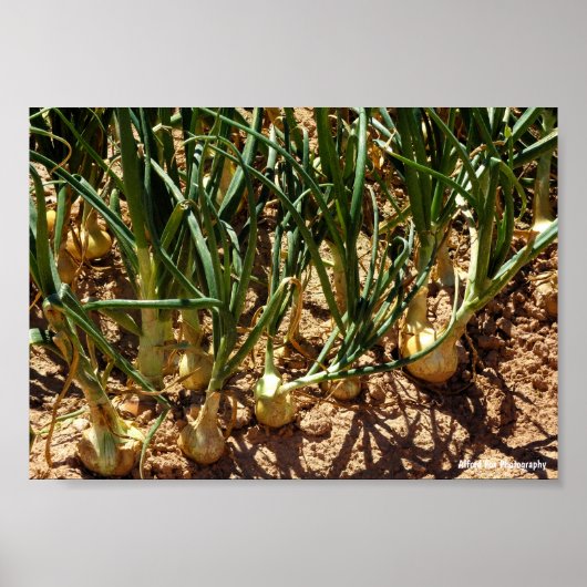 Spaanse uien bij de oogst poster (Voorkant)