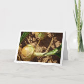 Spaanse uien in het veld, voedselfotografie kaart (Voorkant)