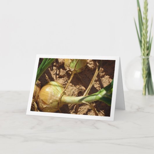 Spaanse uien in het veld, voedselfotografie kaart (Voorkant)