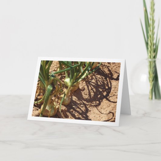 Spaanse uien in het veld, voedselfotografie kaart (Voorkant)