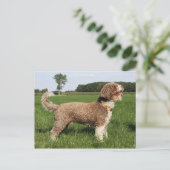 spaanse waterhond briefkaart (Staand voorkant)
