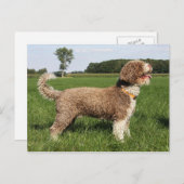 spaanse waterhond briefkaart (Voorkant / Achterkant)