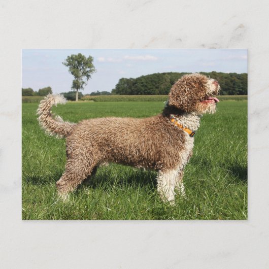 spaanse waterhond briefkaart (Voorkant)
