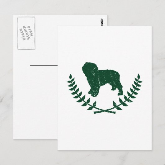 Spaanse waterhond briefkaart (Voorkant / Achterkant)