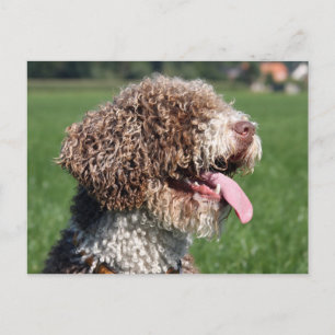 spaanse waterhond briefkaart