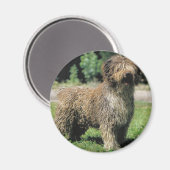 Spaanse waterhond magneet (Voorkant / Achterkant)