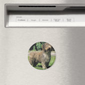 Spaanse waterhond magneet (Insitu (Vaatwasser))