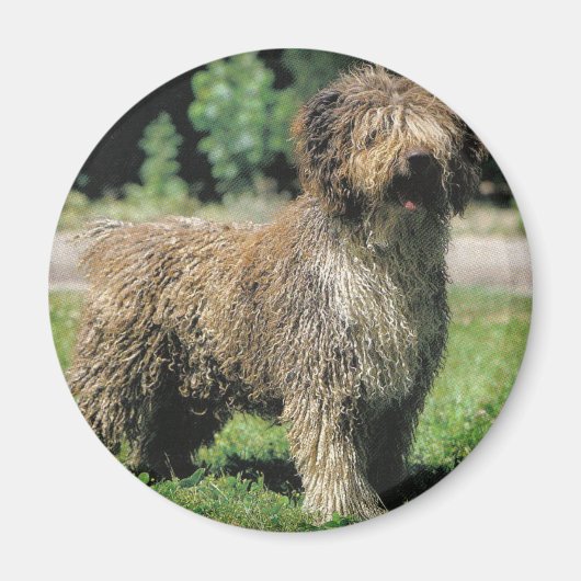 Spaanse waterhond magneet (Voorkant)