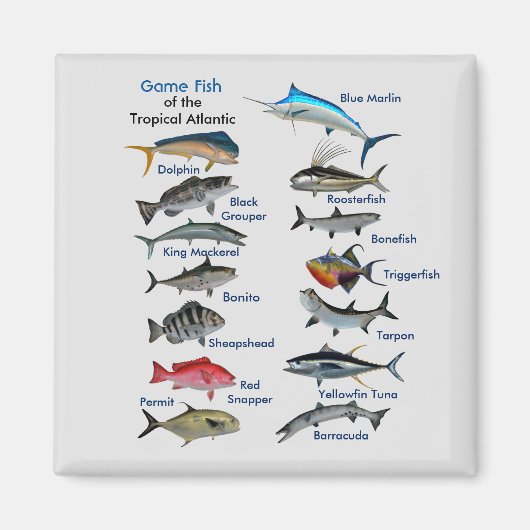 Spaanvis van de tropische Atlantische magneet (Voorkant)