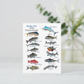 Spaanvis van het tropische Briefkaart (Staand voorkant)