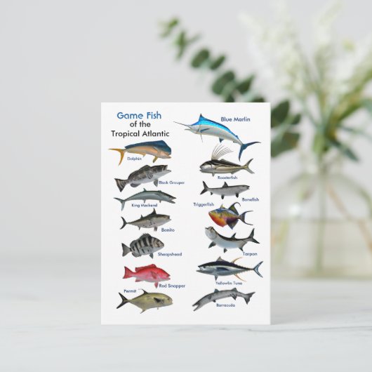 Spaanvis van het tropische Briefkaart (Staand voorkant)