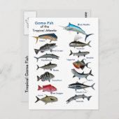 Spaanvis van het tropische Briefkaart (Voorkant / Achterkant)