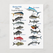 Spaanvis van het tropische Briefkaart (Voorkant)