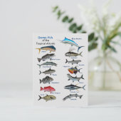 Spaanvis van het tropische Briefkaart (Staand voorkant)
