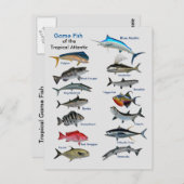 Spaanvis van het tropische Briefkaart (Voorkant / Achterkant)