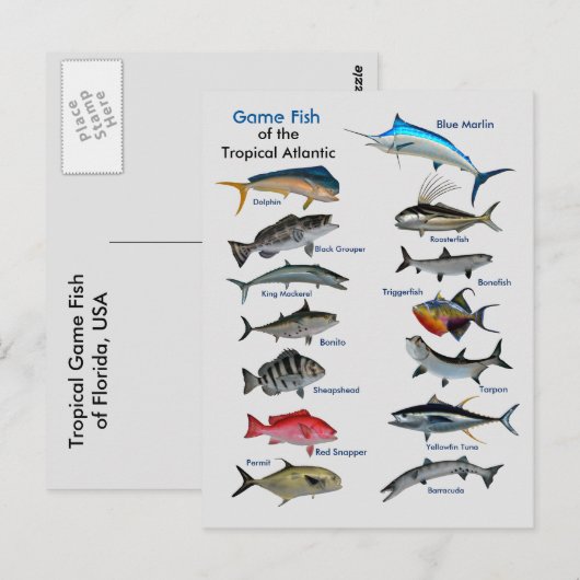 Spaanvis van het tropische Briefkaart (Voorkant / Achterkant)