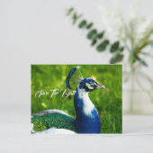 Spaar De Datum Pauw Vogel Postkaart Aankondigingskaart (Staand voorkant)