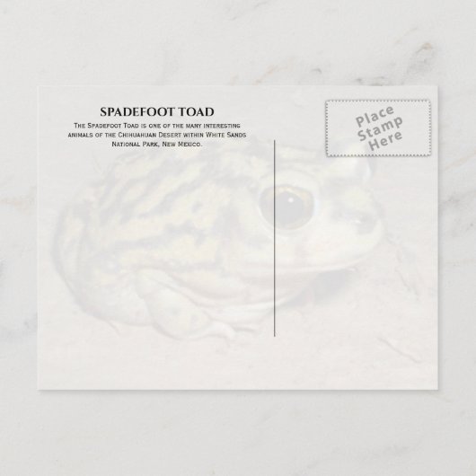 Spadefoot Toad, White Sands National Park Briefkaa Briefkaart (Achterkant)