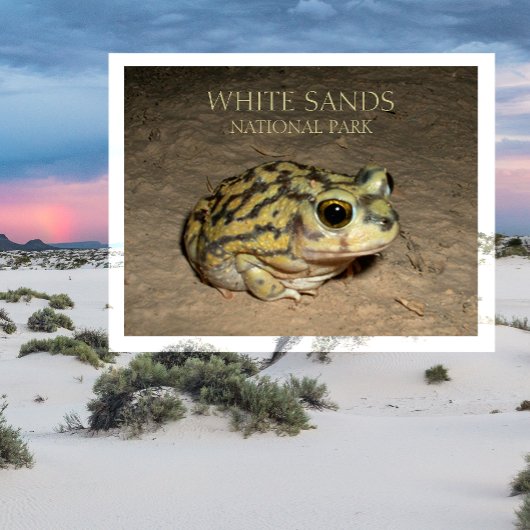 Spadefoot Toad, White Sands National Park Briefkaa Briefkaart