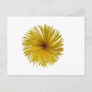 Spaghetti-bloem Briefkaart