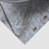 Spaghetti Carbonara Pasta met Bacon en Parmesan Tissuepapier (Detail)